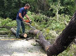 Best Fruit Tree Pruning  in Winters, TX