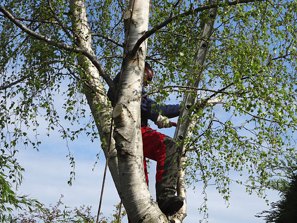 Best Tree Removal  in Winters, TX