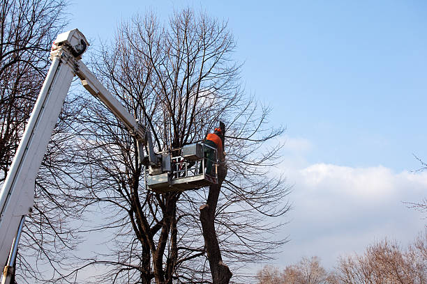 Best Commercial Tree Services  in Winters, TX